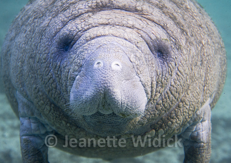 Jeanette Widick